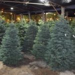 Finding a Natural Christmas Tree Supplier